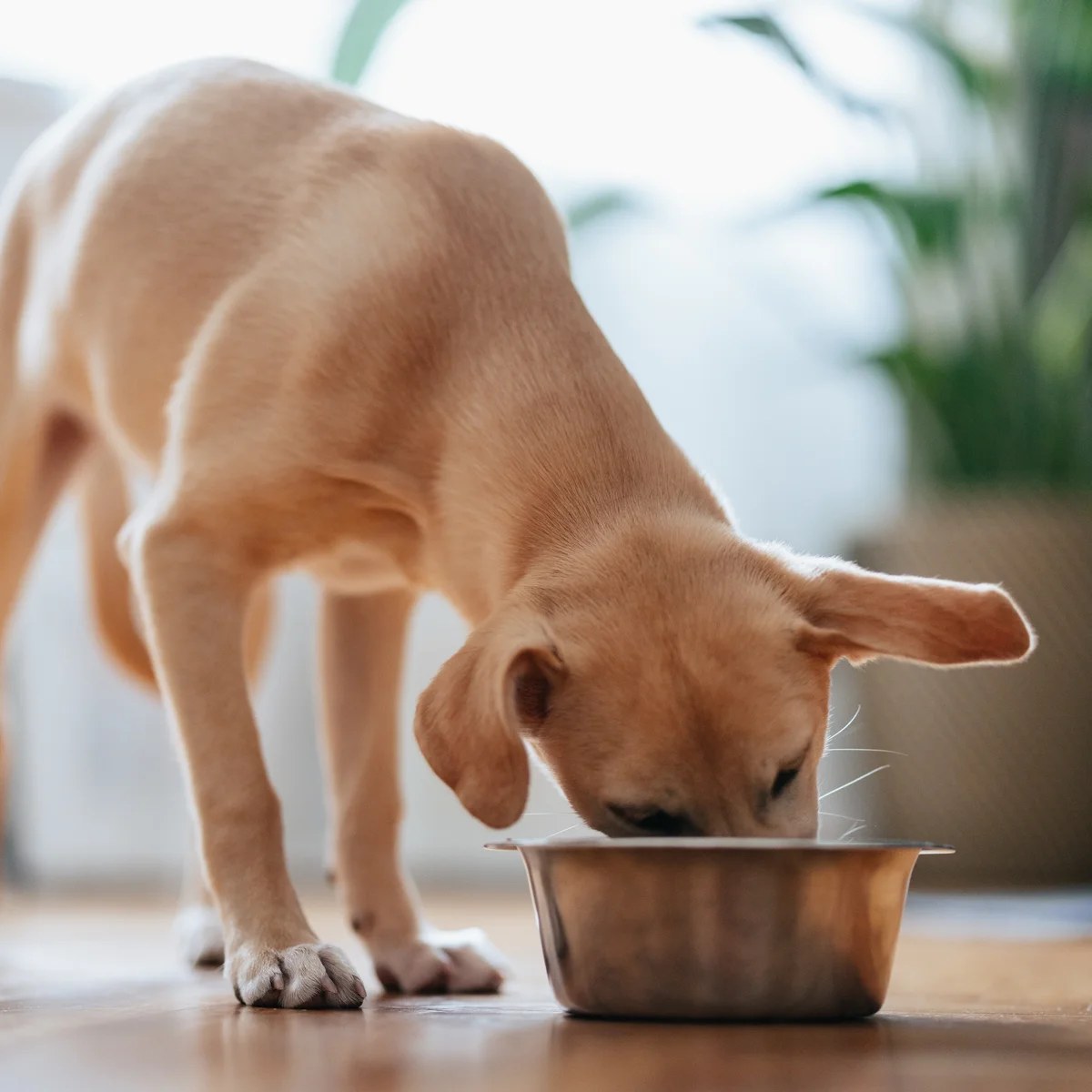 Dog food recalled after reports of pets losing their sight
