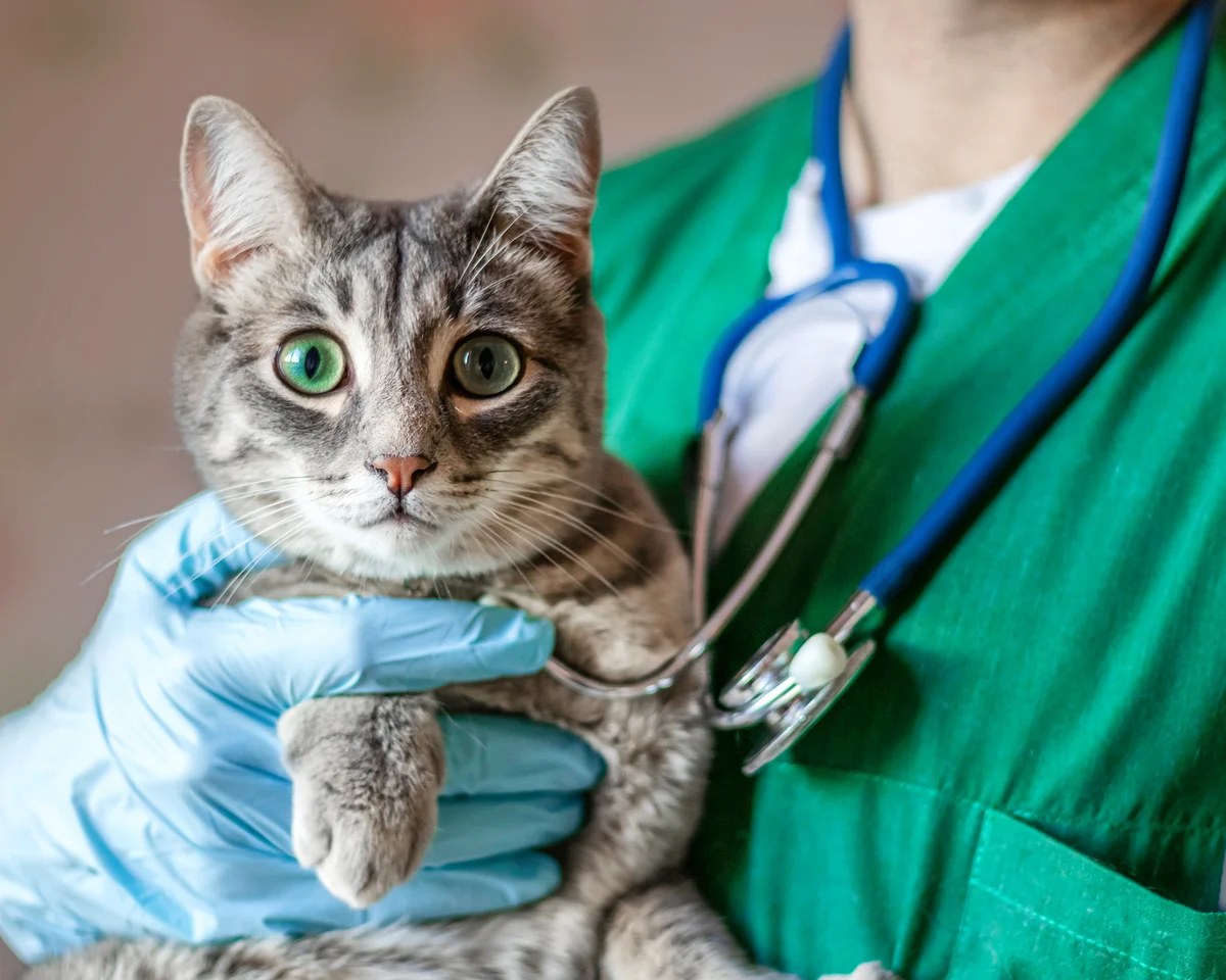 Pet owners at risk of being ripped off by private equity firms as vet ownership rules change