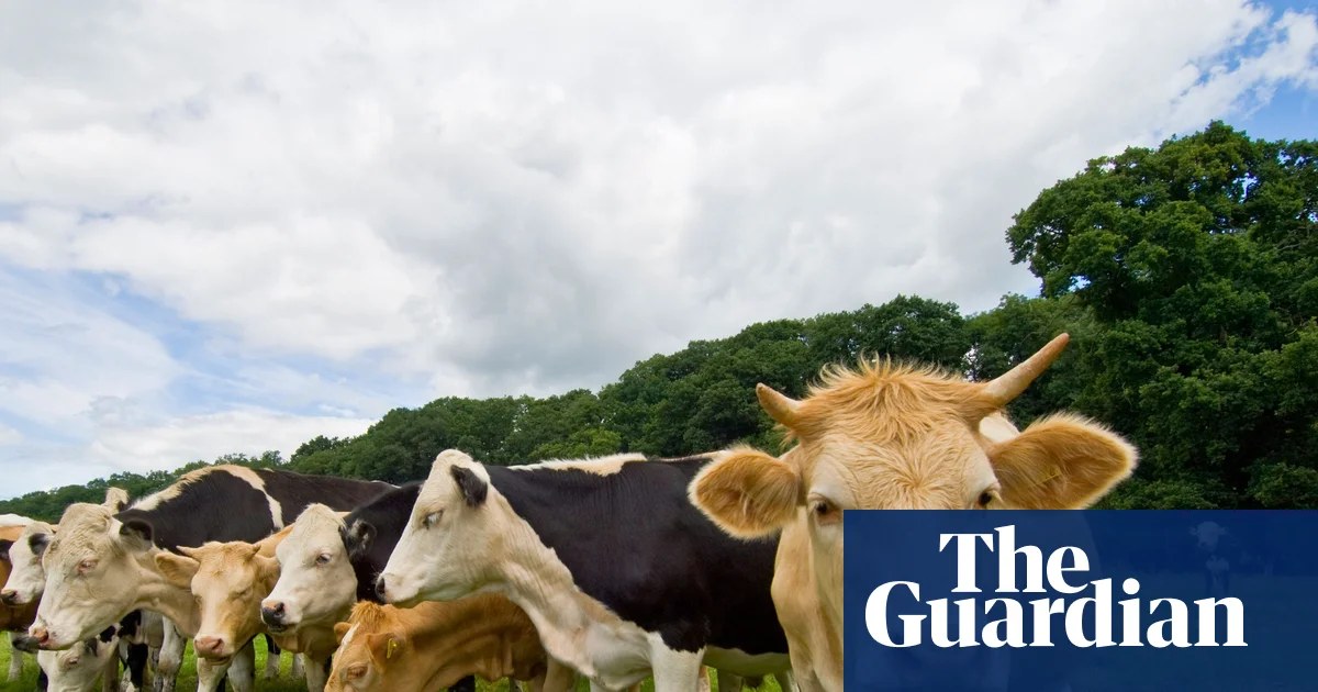 Trains disrupted again across Britain as herd of cows wanders on to tracks