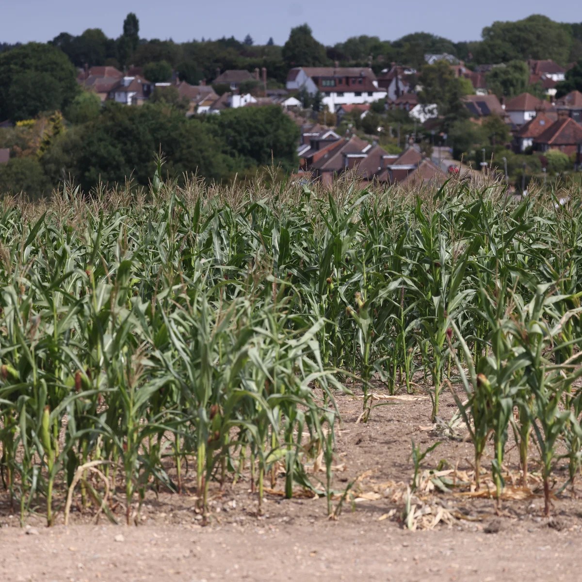 Burnham announces £65m for drought-hit farmers after Labour pressure
