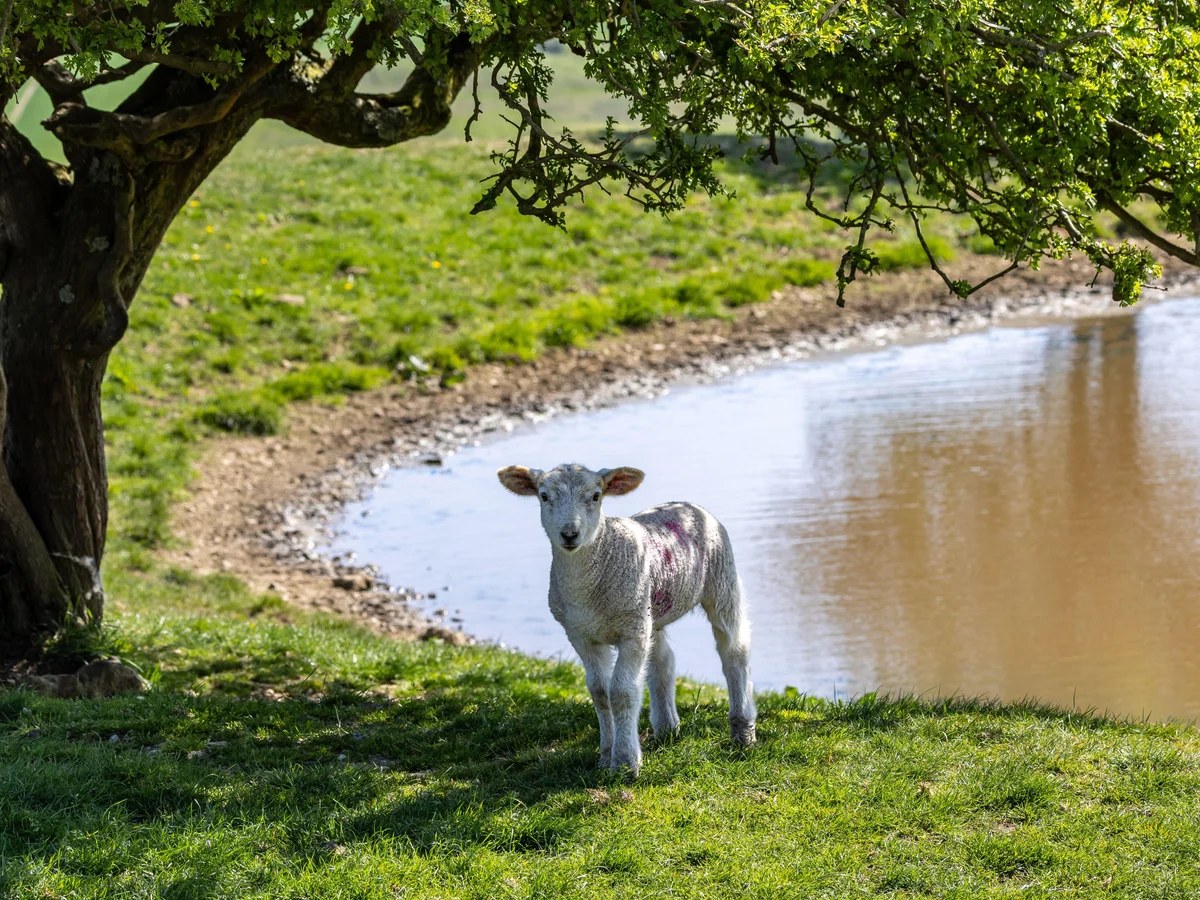 Milk, wine, salad: how your food will be affected by the summer of heat