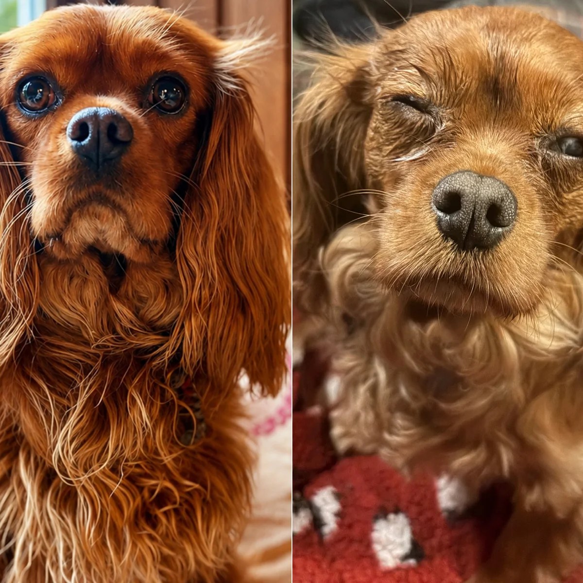 ‘The worst part is the guilt’: the owners who fear dog food caused pets’ eye problems
