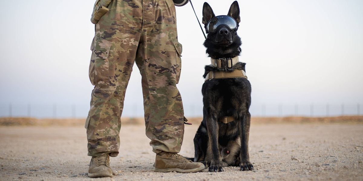 Warhound: US-Start-up züchtet gentechnisch optimierte Hunde fürs Militär